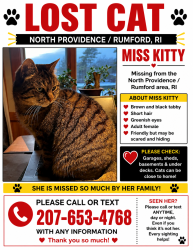 Lost Female Cat last seen Don Avenue Rumford RI, East Providence, RI 02916