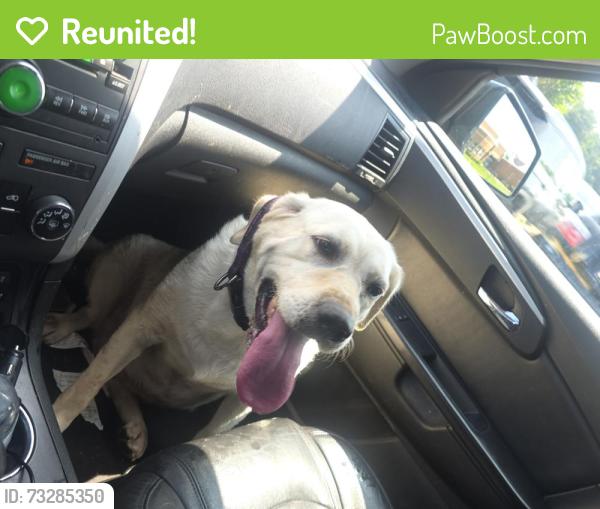 Reunited Female Dog last seen Near w jerfferson st Joliet il 60435, Joliet, IL 60436