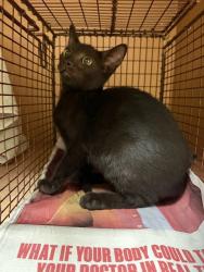 Shelter Stray Male Cat last seen Near Trailriders Cove, MANOR, TX, 78653, 7201 Levander Loop bldg a, Austin, TX 78702, USA