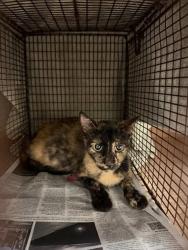 Shelter Stray Female Cat last seen Near Trailriders Cove, MANOR, TX, 78653, 7201 Levander Loop bldg a, Austin, TX 78702, USA