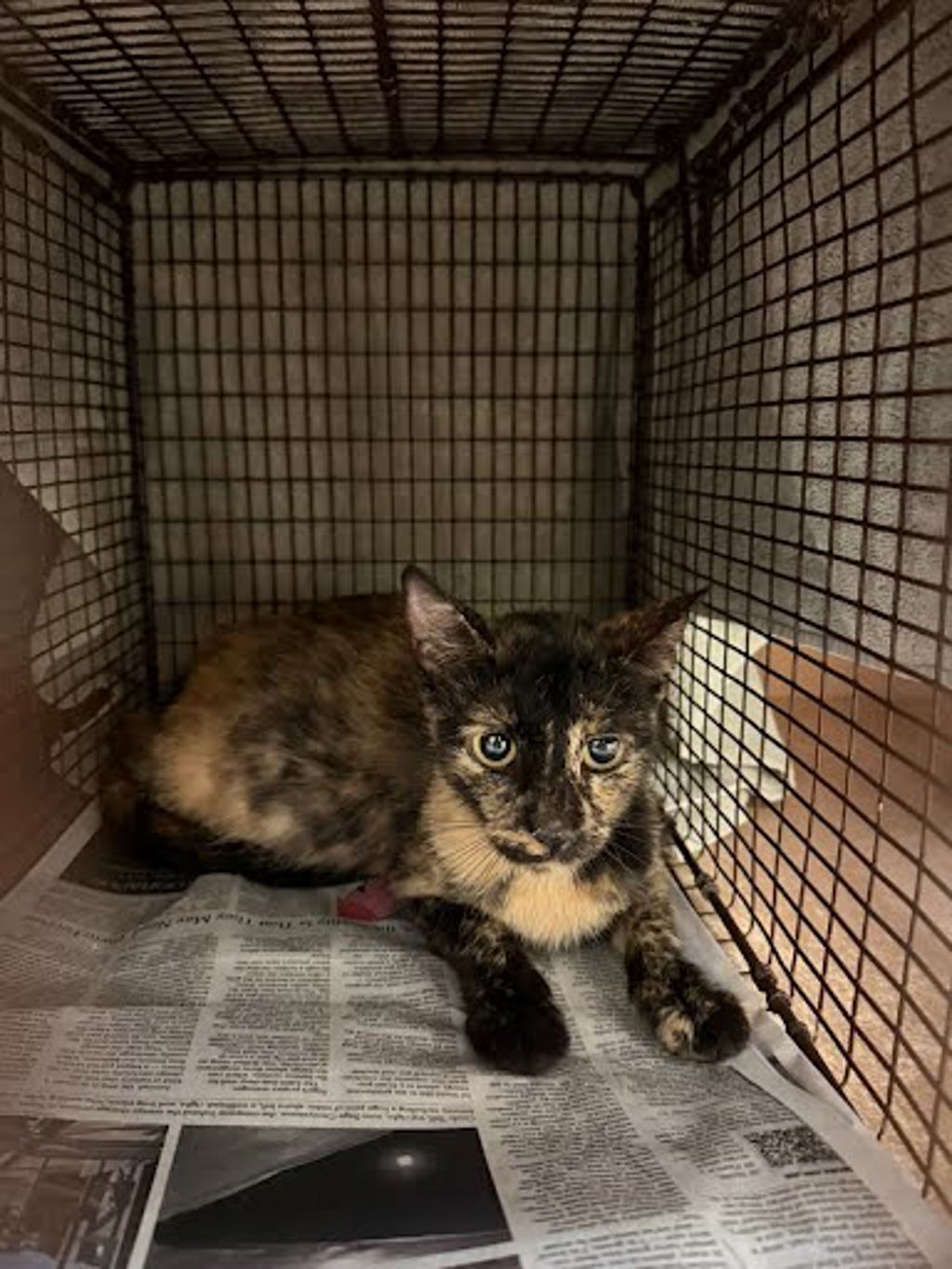 Shelter Stray Female Cat last seen Near Trailriders Cove, MANOR, TX, 78653, 7201 Levander Loop bldg a, Austin, TX 78702, USA