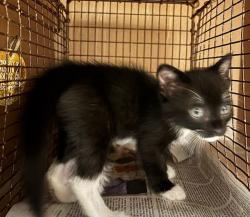 Shelter Stray Female Cat last seen S 3rd Street, AUSTIN, TX, 78704, 7201 Levander Loop bldg a, Austin, TX 78702, USA