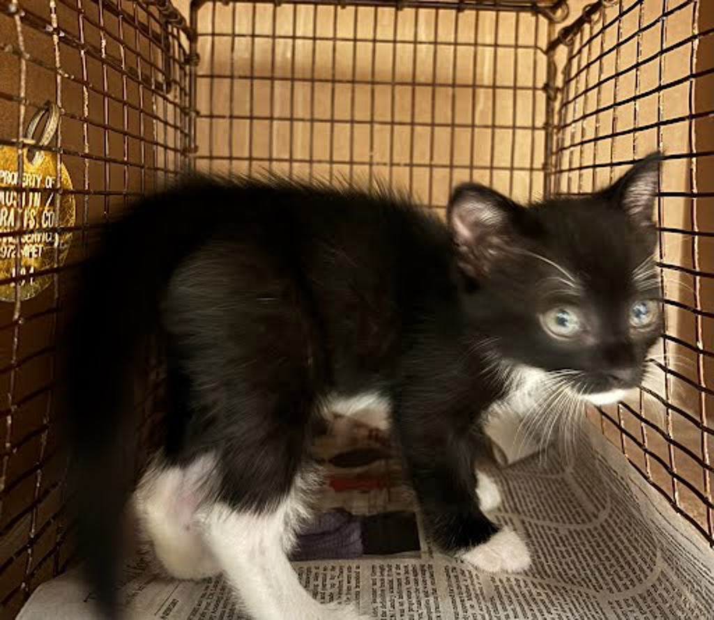 Shelter Stray Female Cat last seen S 3rd Street, AUSTIN, TX, 78704, 7201 Levander Loop bldg a, Austin, TX 78702, USA