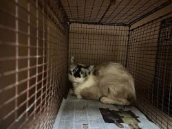 Shelter Stray Female Cat last seen Near Fiskville Cemetery Road, AUSTIN, TX, 78753, 7201 Levander Loop bldg a, Austin, TX 78702, USA