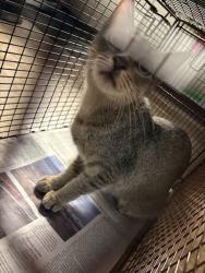 Shelter Stray Female Cat last seen Ferguson Lane, AUSTIN, TX, 78754, 7201 Levander Loop bldg a, Austin, TX 78702, USA
