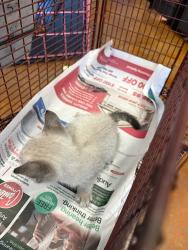 Shelter Stray Male Cat last seen Ferguson Lane, AUSTIN, TX, 78754, 7201 Levander Loop bldg a, Austin, TX 78702, USA