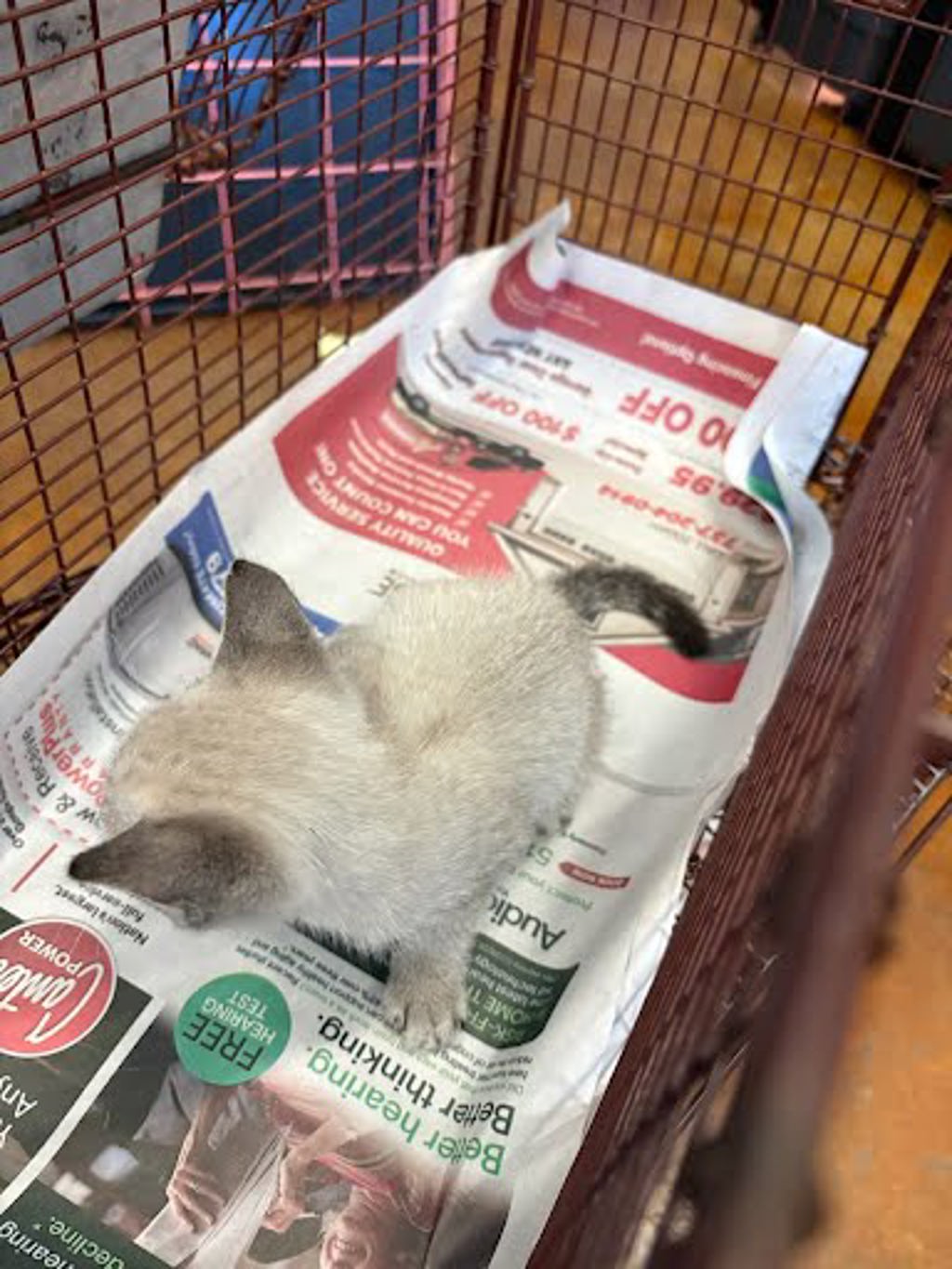 Shelter Stray Male Cat last seen Ferguson Lane, AUSTIN, TX, 78754, 7201 Levander Loop bldg a, Austin, TX 78702, USA