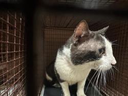 Shelter Stray Male Cat last seen Near Fiskville Cemetery Road, AUSTIN, TX, 78753, 7201 Levander Loop bldg a, Austin, TX 78702, USA