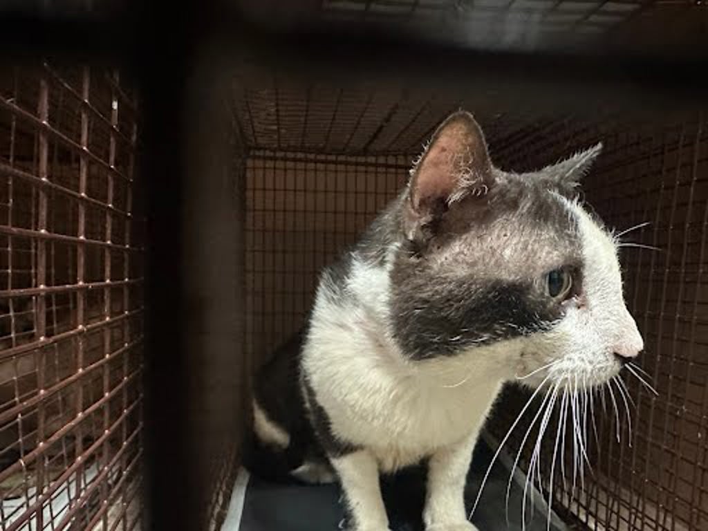 Shelter Stray Male Cat last seen Near Fiskville Cemetery Road, AUSTIN, TX, 78753, 7201 Levander Loop bldg a, Austin, TX 78702, USA