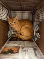 Shelter Stray Male Cat last seen Near Union Lee Church Road, MANOR, TX, 78653, 7201 Levander Loop bldg a, Austin, TX 78702, USA