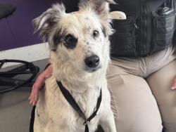 Shelter Stray Female Dog last seen N, SALT LAKE CITY, UT, 84102, 511 W 3900 S, Salt Lake City, UT 84123, USA