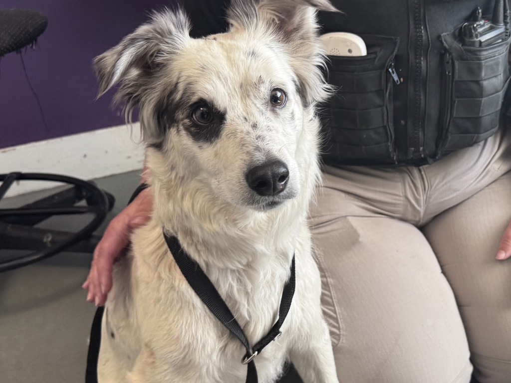 Shelter Stray Female Dog last seen N, SALT LAKE CITY, UT, 84102, 511 W 3900 S, Salt Lake City, UT 84123, USA