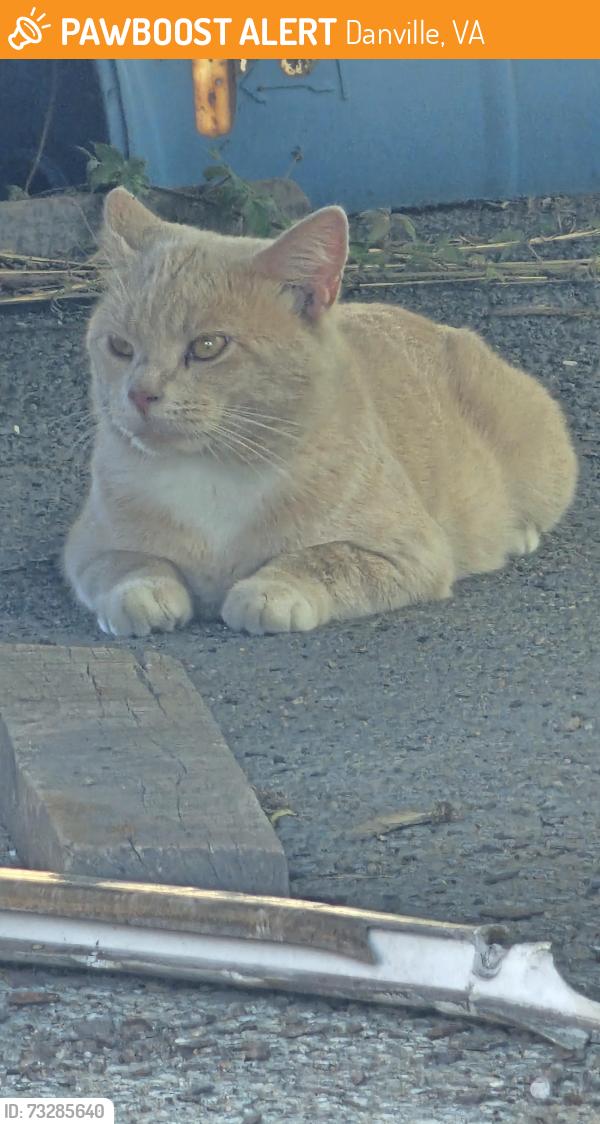 Found/Stray Male Cat last seen VA/NC state line, Danville, VA 24541