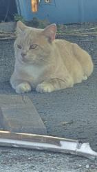 Found/Stray Male Cat last seen VA/NC state line, Danville, VA 24541