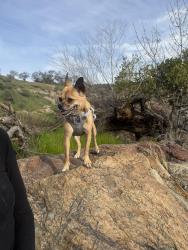 Lost Female Dog last seen 39th and Bethany Home Rd, Phoenix, AZ 85019