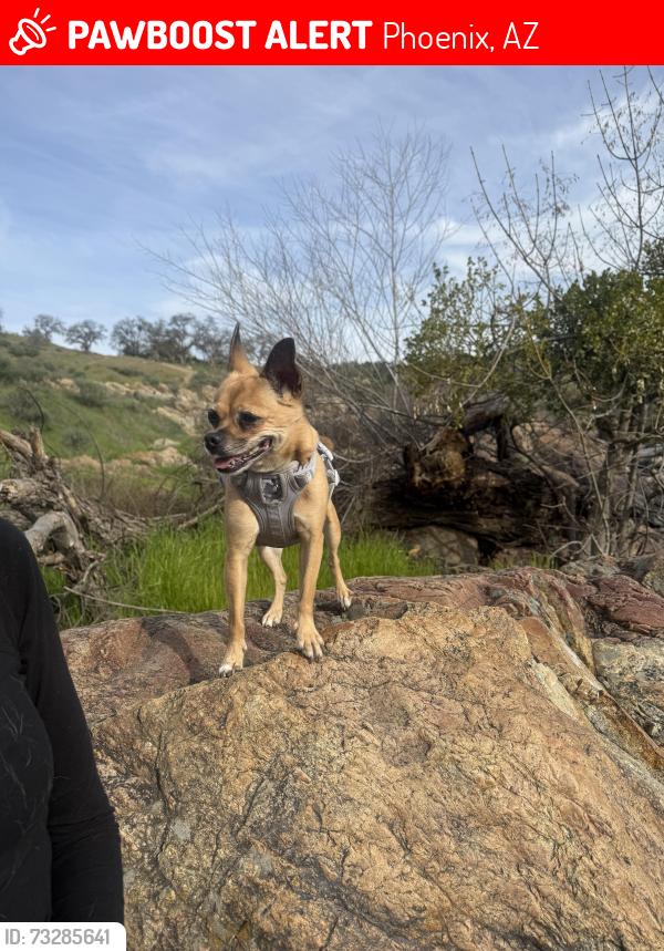 Lost Female Dog last seen 39th and Bethany Home Rd, Phoenix, AZ 85019