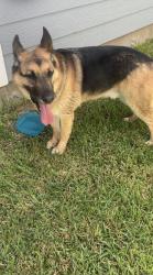 Found/Stray Male Dog last seen County Rd 307, Splendora, TX 77372