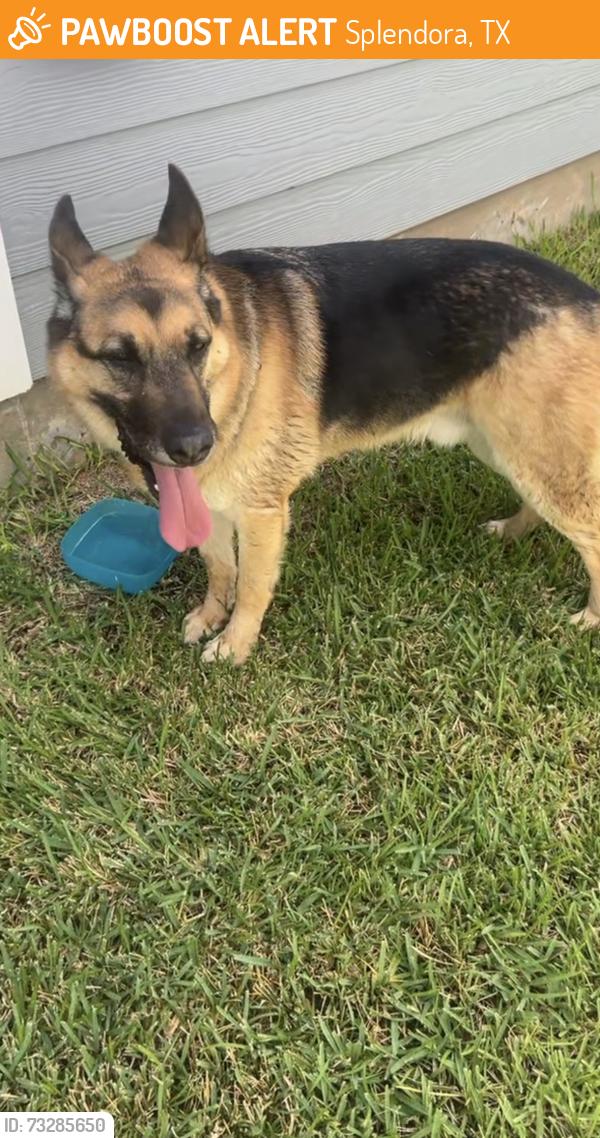 Found/Stray Male Dog last seen County Rd 307, Splendora, TX 77372