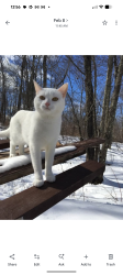 Lost Female Cat last seen Highway 34, Walker, MN 56484