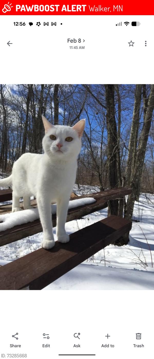 Lost Female Cat last seen Highway 34, Walker, MN 56484