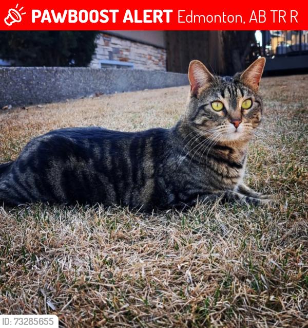 Lost Female Cat last seen Parkview Area 144 street & 90 Ave, Edmonton, AB T5R 0R6