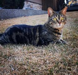 Lost Female Cat last seen Parkview Area 144 street & 90 Ave, Edmonton, AB T5R 0R6