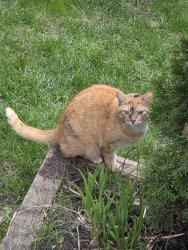 Reunited Female Cat last seen Simcoe and Scugog st, Scugog, ON L9L 1G1