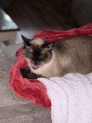 Lost Female Cat last seen Near Therrell Ln Nw, Lilburn, GA 30047