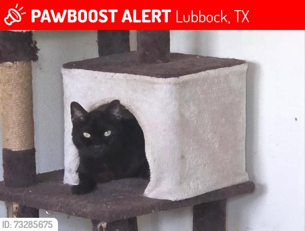 Lost Male Cat last seen 57th Street and University, Lubbock, TX 79413