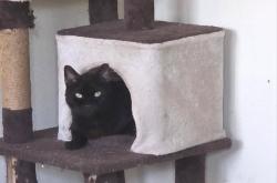 Lost Male Cat last seen 57th Street and University, Lubbock, TX 79413