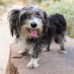 Shelter Stray Female Dog last seen , 4575 E Mesquite Ave, Palm Springs, CA 92264, USA