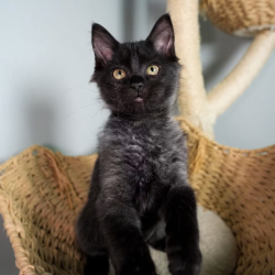 Shelter Stray Female Cat last seen , 8020 Washington St, Port Richey, FL 34668, USA
