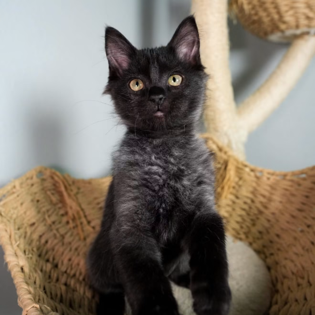 Shelter Stray Female Cat last seen , 8020 Washington St, Port Richey, FL 34668, USA