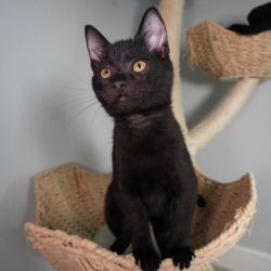 Shelter Stray Male Cat last seen , 8020 Washington St, Port Richey, FL 34668, USA