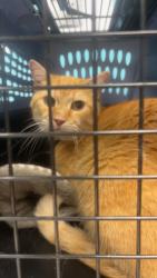 Found/Stray Male Cat last seen North Moore Road, Chattanooga, TN 37411