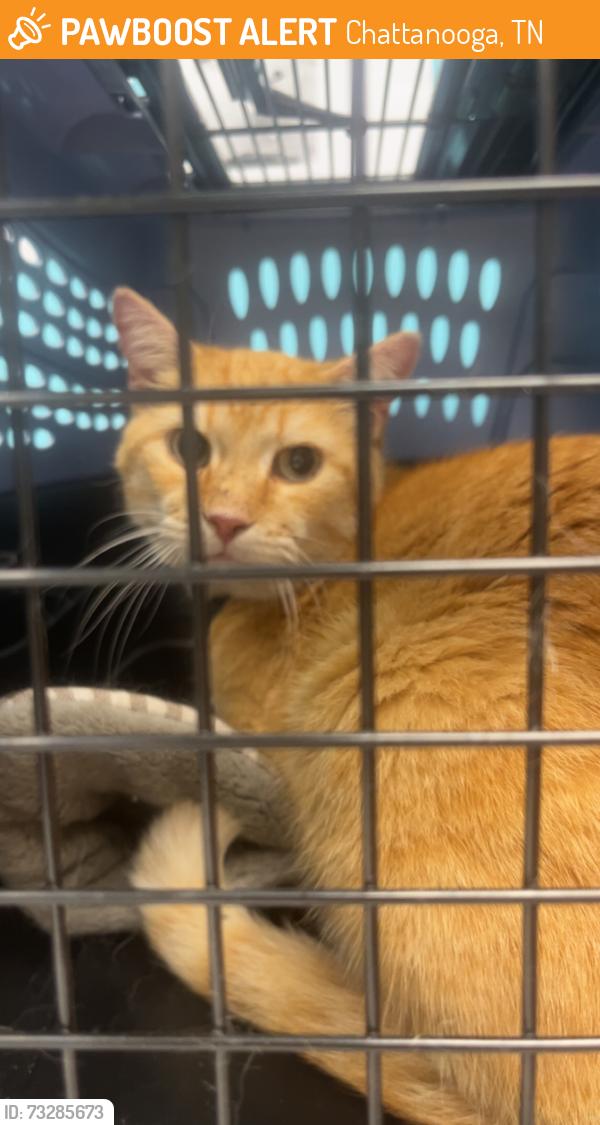 Found/Stray Male Cat last seen North Moore Road, Chattanooga, TN 37411