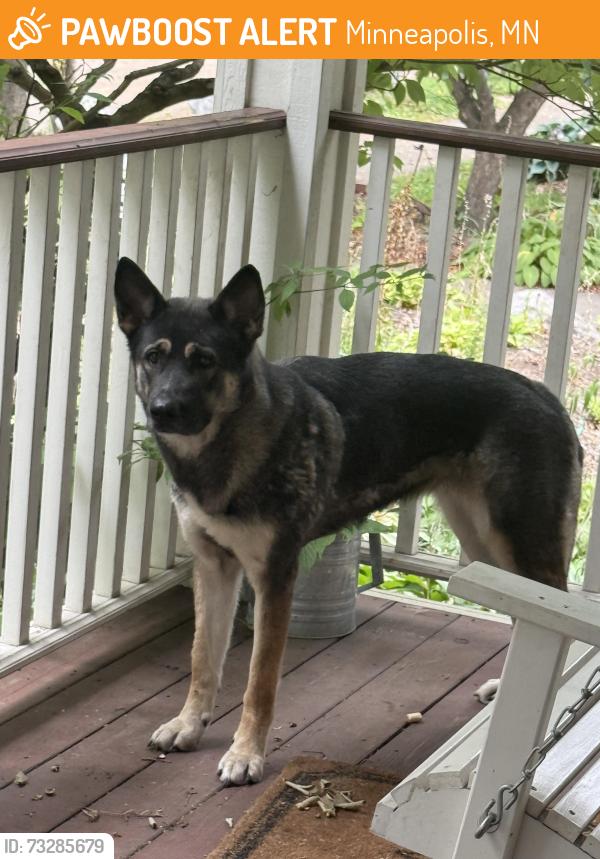 Found/Stray Female Dog last seen Harriet & 35th, Minneapolis, MN 55408