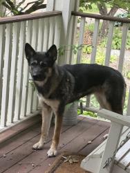 Found/Stray Female Dog last seen Harriet & 35th, Minneapolis, MN 55408