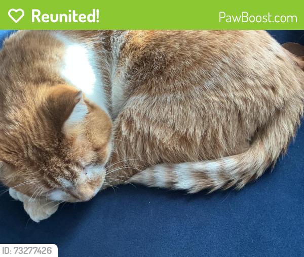 Reunited Male Cat last seen Hermitage and glenlake, Chicago, IL 60660