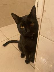 Lost Male Cat last seen commercial blvd, Oakland Park, FL 33334