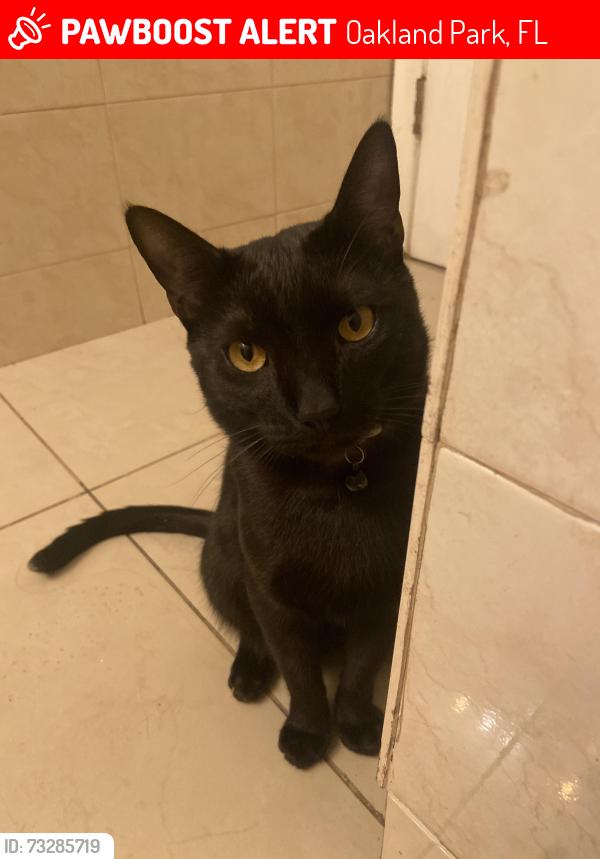 Lost Male Cat last seen commercial blvd, Oakland Park, FL 33334