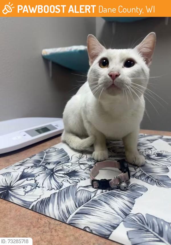 Found/Stray Male Cat last seen Ridge Road and Tt in Marshall wi, Dane County, WI 53527