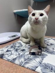 Found/Stray Male Cat last seen Ridge Road and Tt in Marshall wi, Dane County, WI 53527