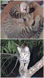 Lost Male Cat last seen Pinehill rd, Shreveport, LA 71107