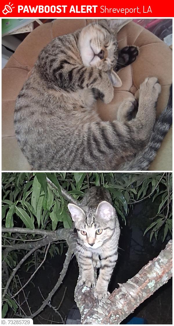 Lost Male Cat last seen Pinehill rd, Shreveport, LA 71107