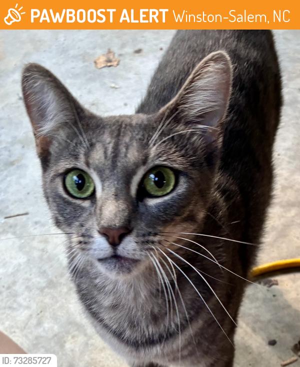 Found/Stray Unknown Cat last seen Trellis Supportive Care, Winston-Salem, NC 27103