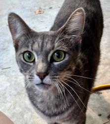 Found/Stray Unknown Cat last seen Trellis Supportive Care, Winston-Salem, NC 27103