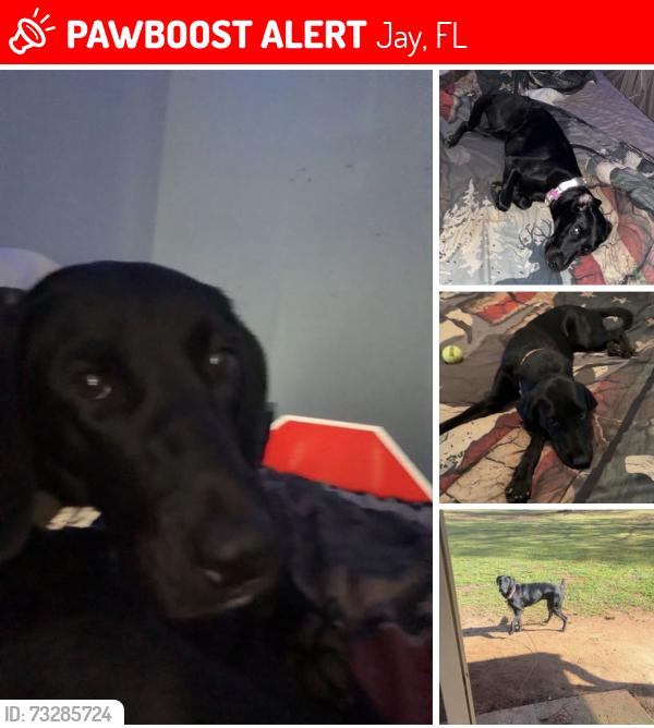 Lost Female Dog last seen Darwin Ln, Jay, FL 32565