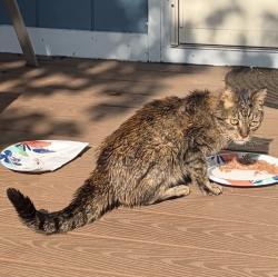 Found/Stray Unknown Cat last seen Wonderwoods dr, cross dr, Wonder Lake, IL 60097