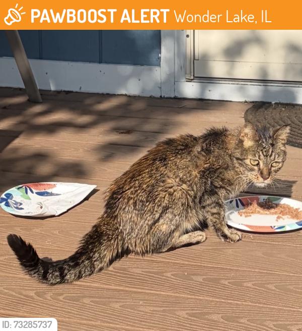 Found/Stray Unknown Cat last seen Wonderwoods dr, cross dr, Wonder Lake, IL 60097
